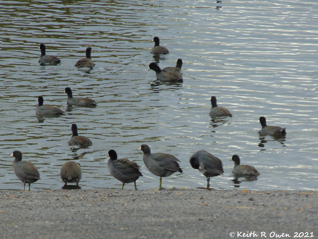 American Coot