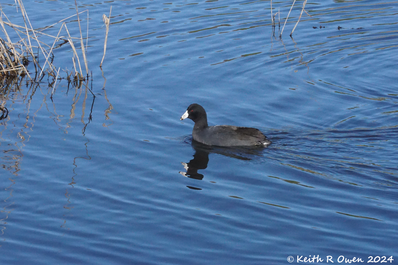 American Coot