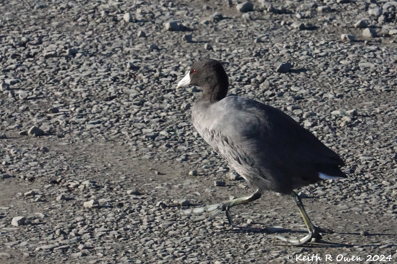 American Coot