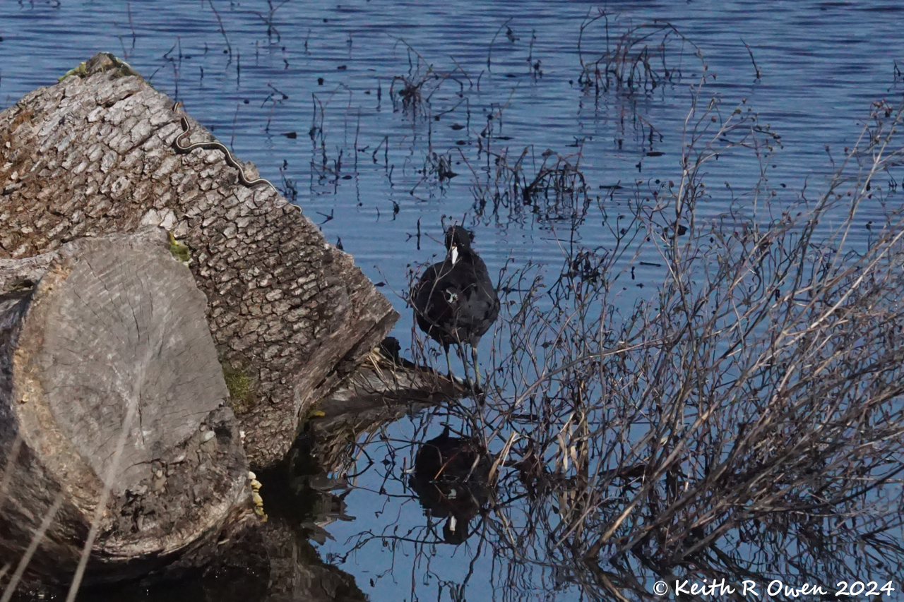 American Coot