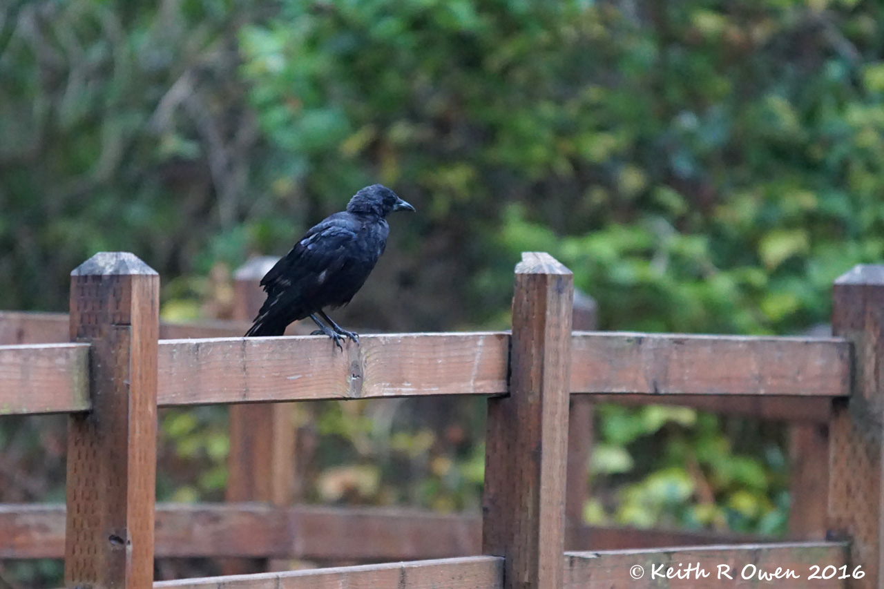 American Crow