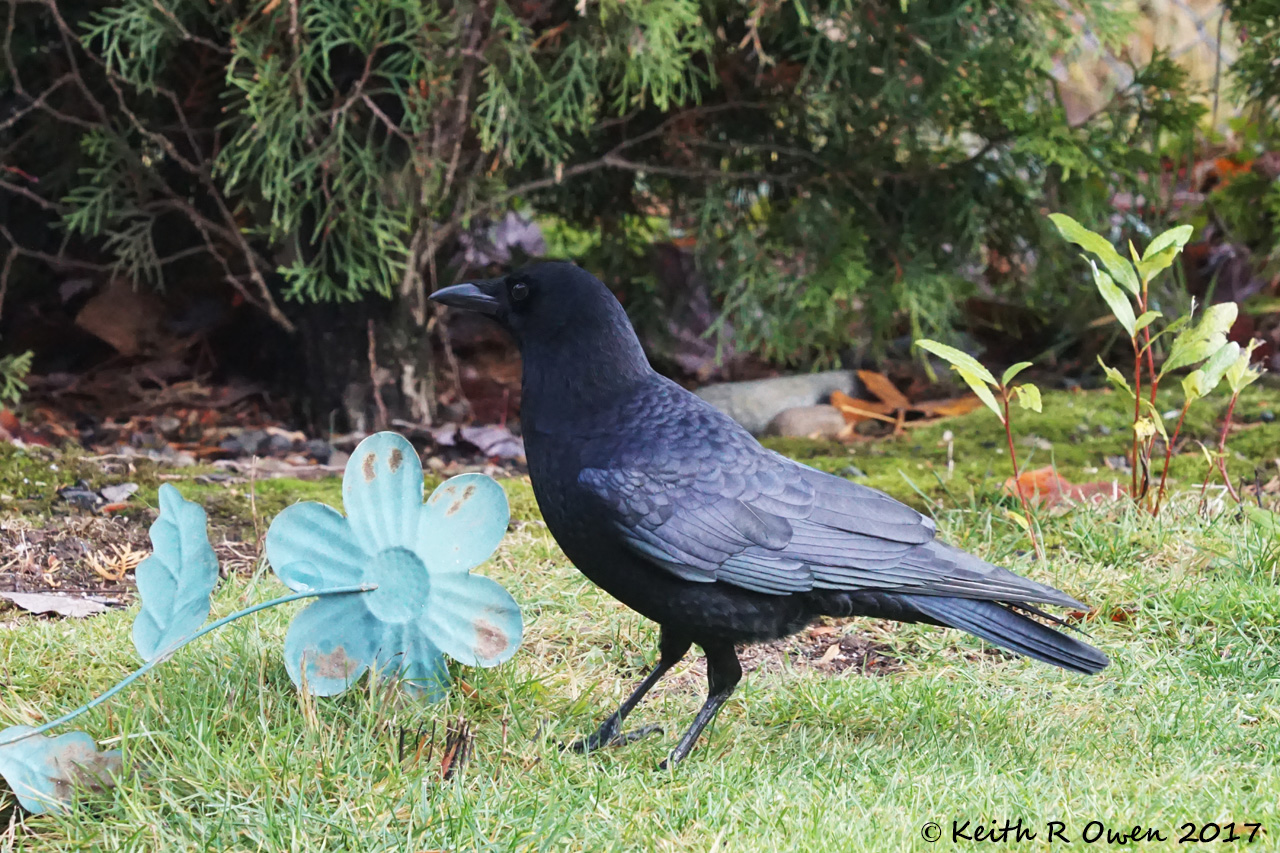 American Crow