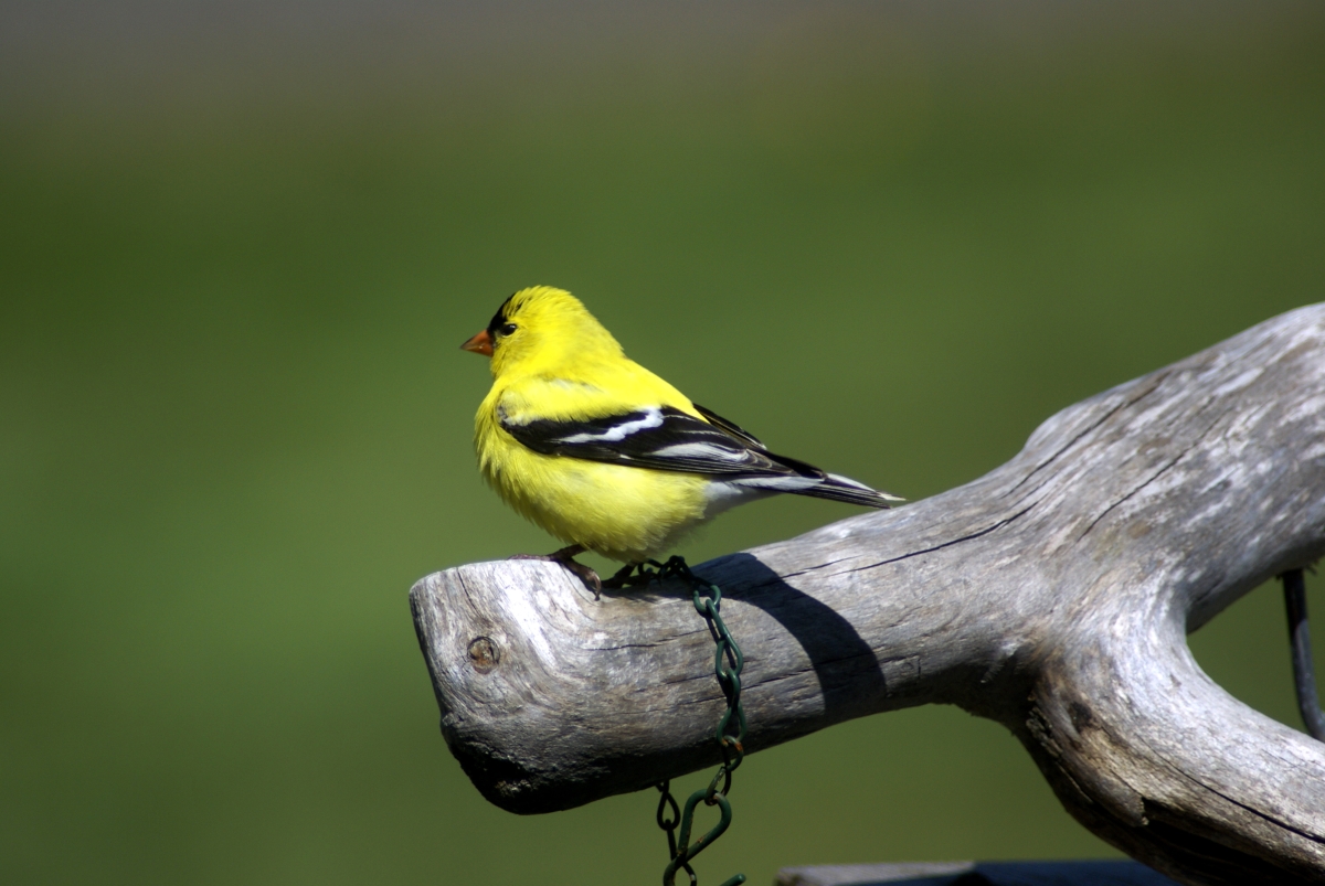 American Gold Finch