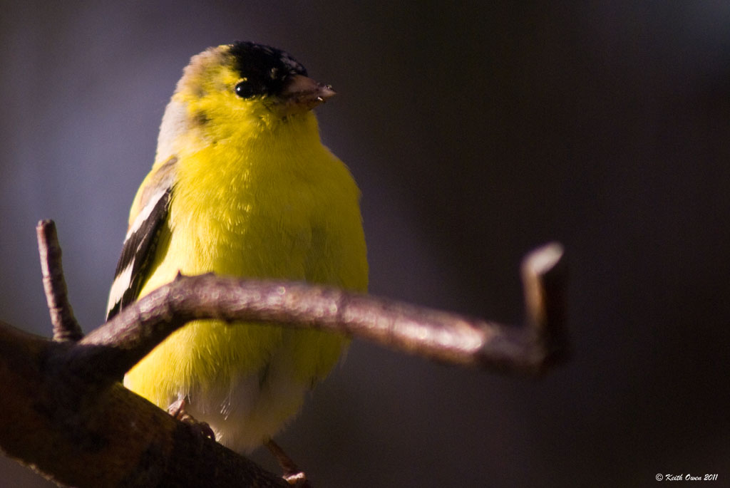 American Goldfinch