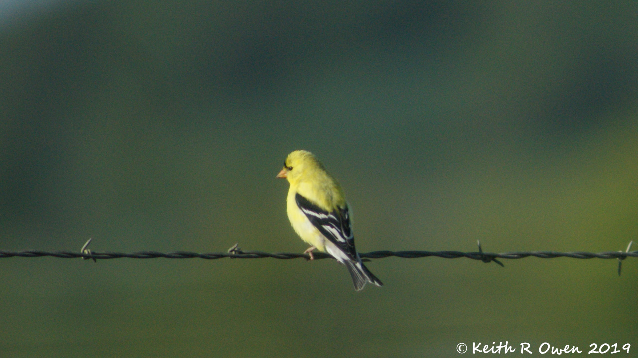 American Goldfinch