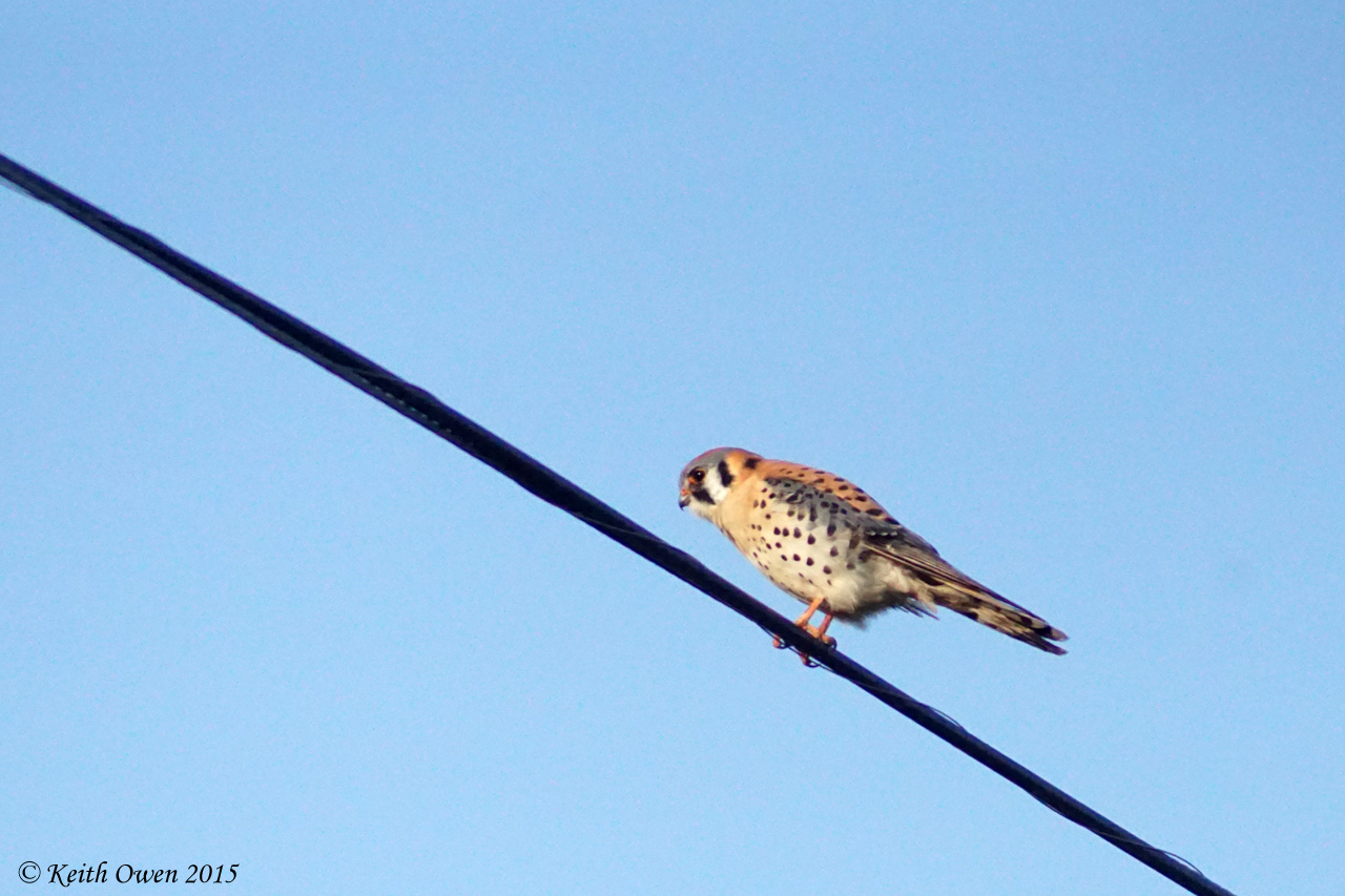 American Kestrel