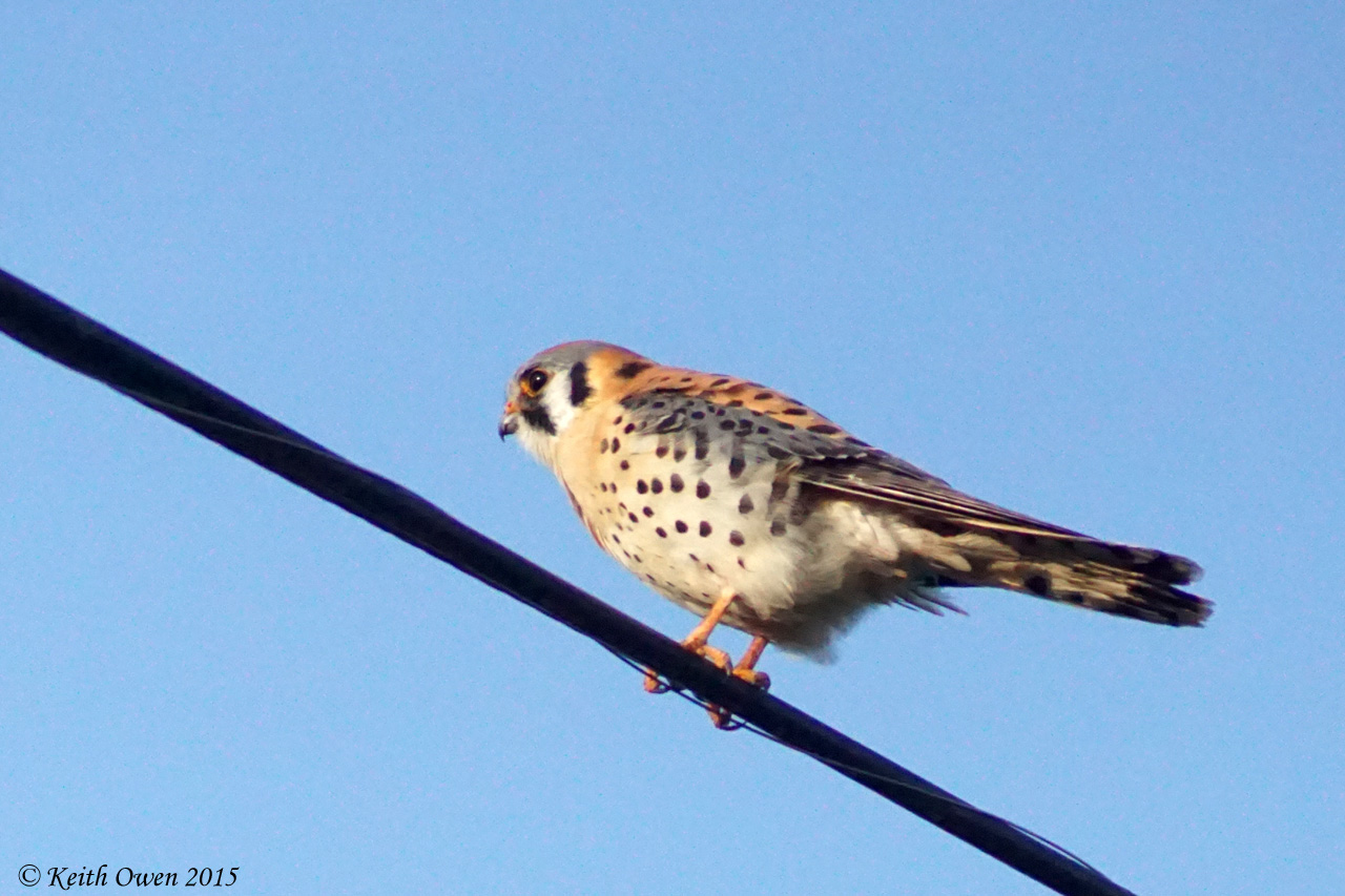 American Kestrel