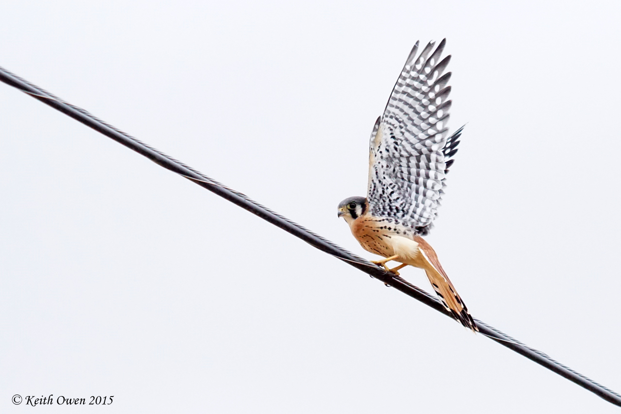 American Kestrel