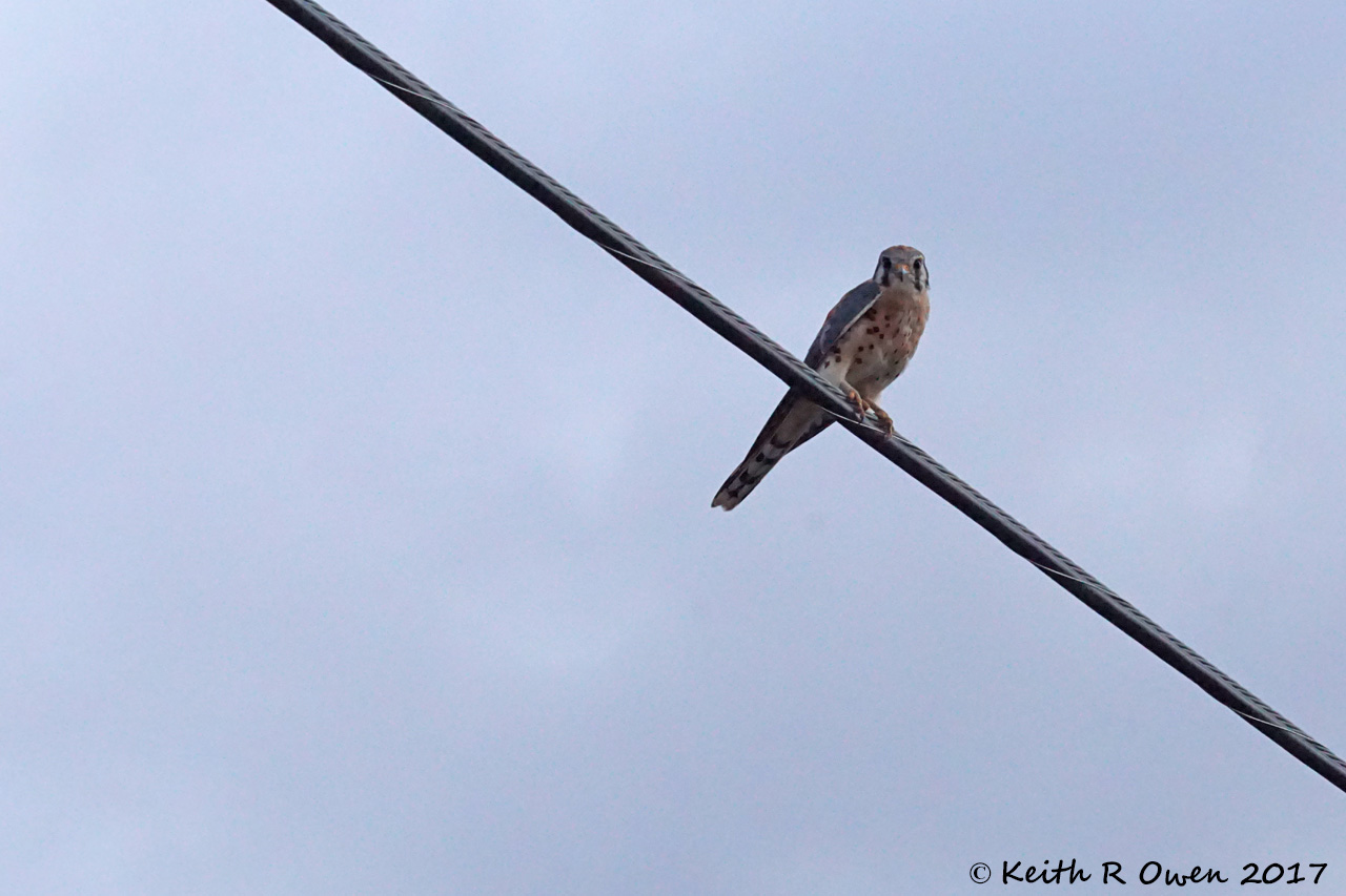 American Kestrel