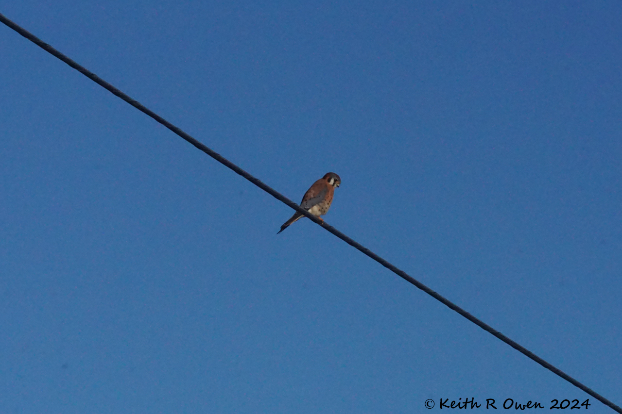 American Kestrel
