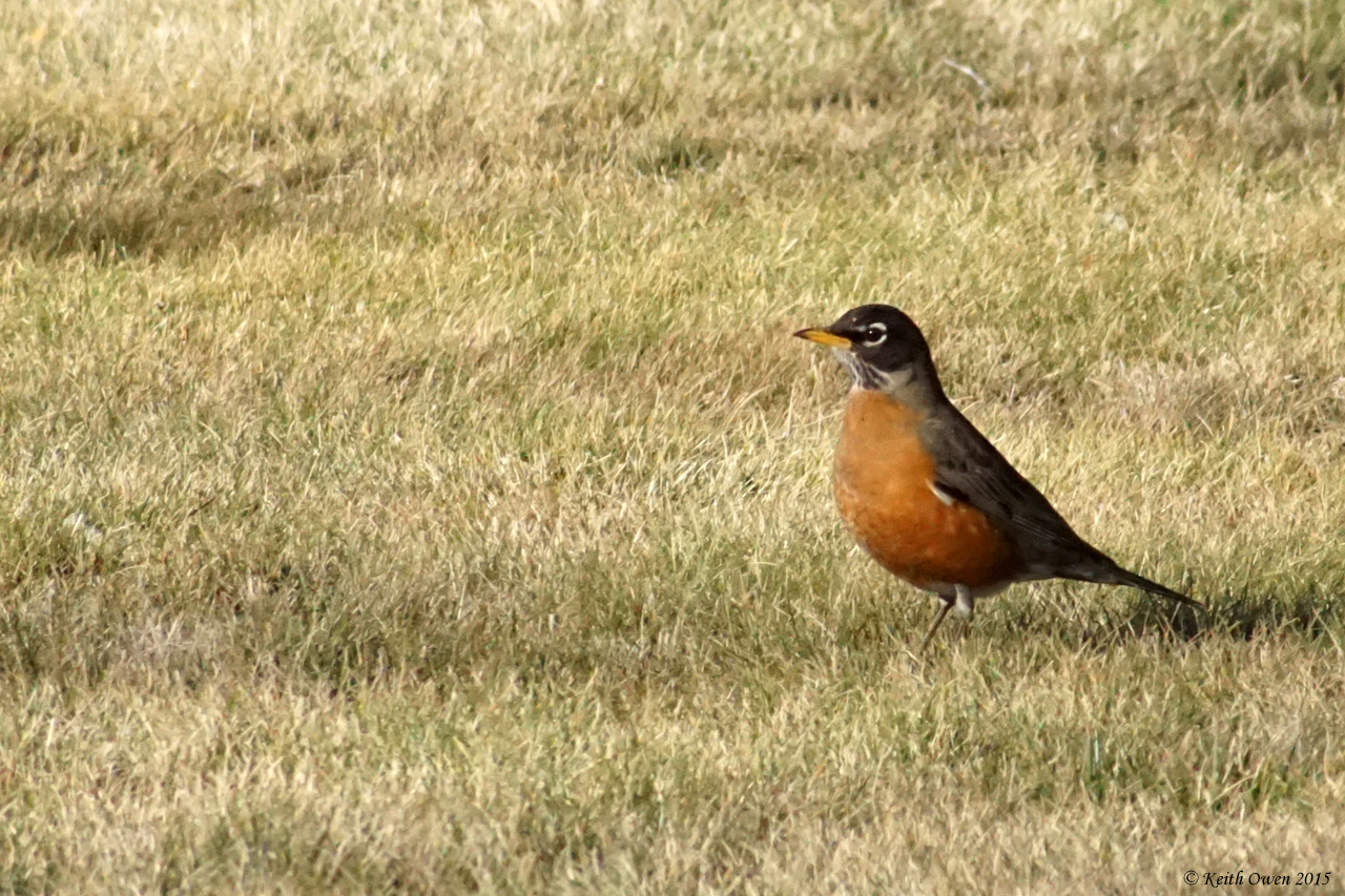 American Robin