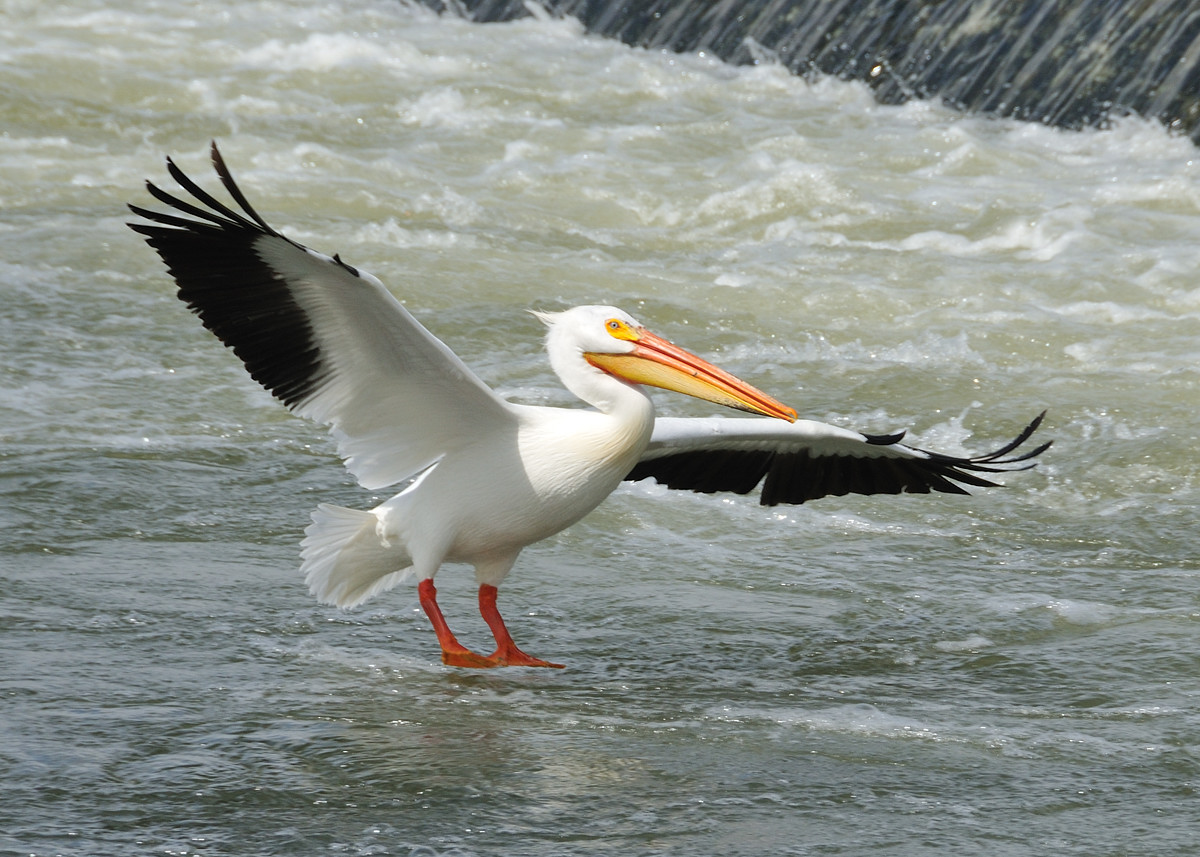 American White Pelican