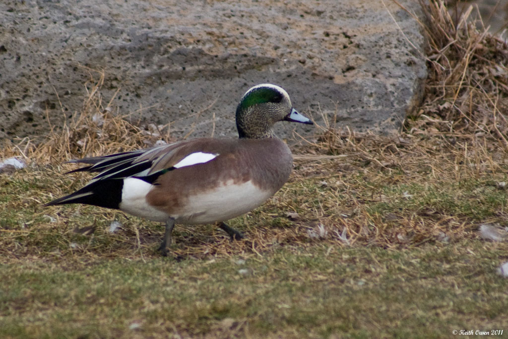 American Wigeon