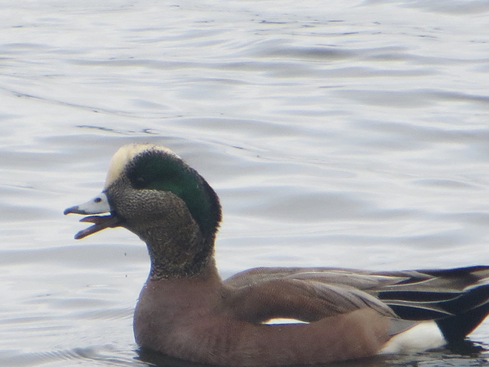 American Wigeon