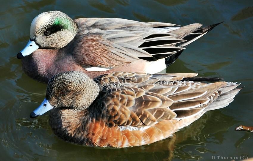 american wigeons