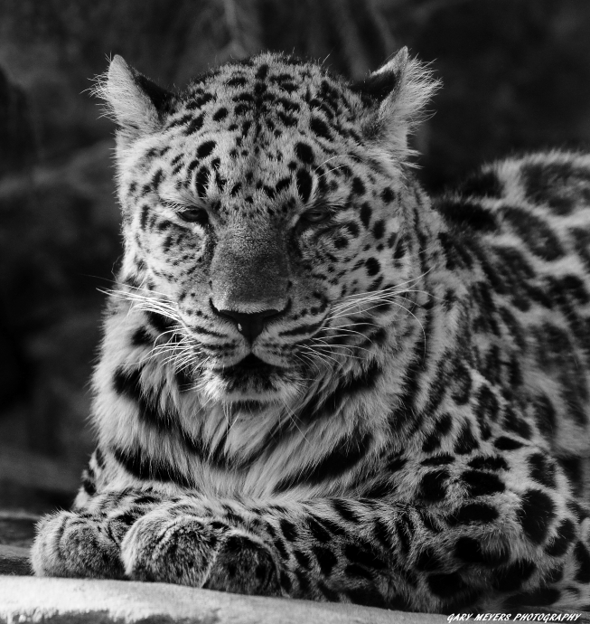Amur Leopard