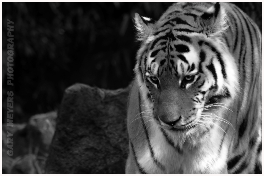 Amur Tiger  at the Oregon Zoo