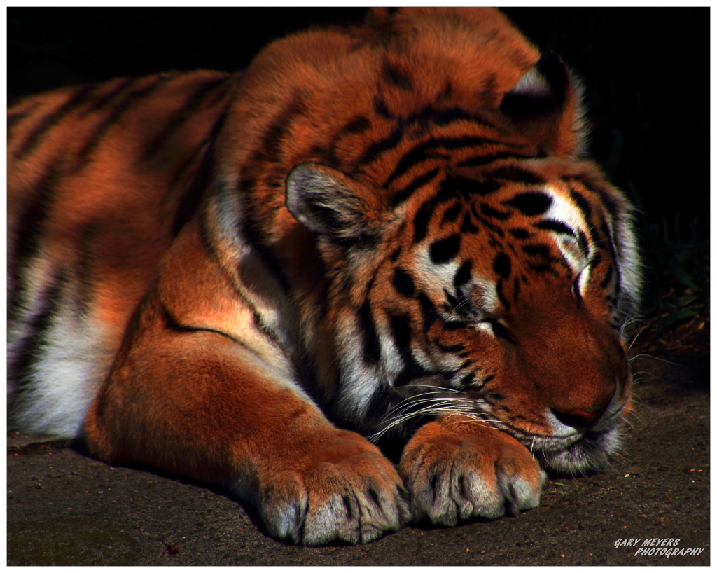 Amur Tiger