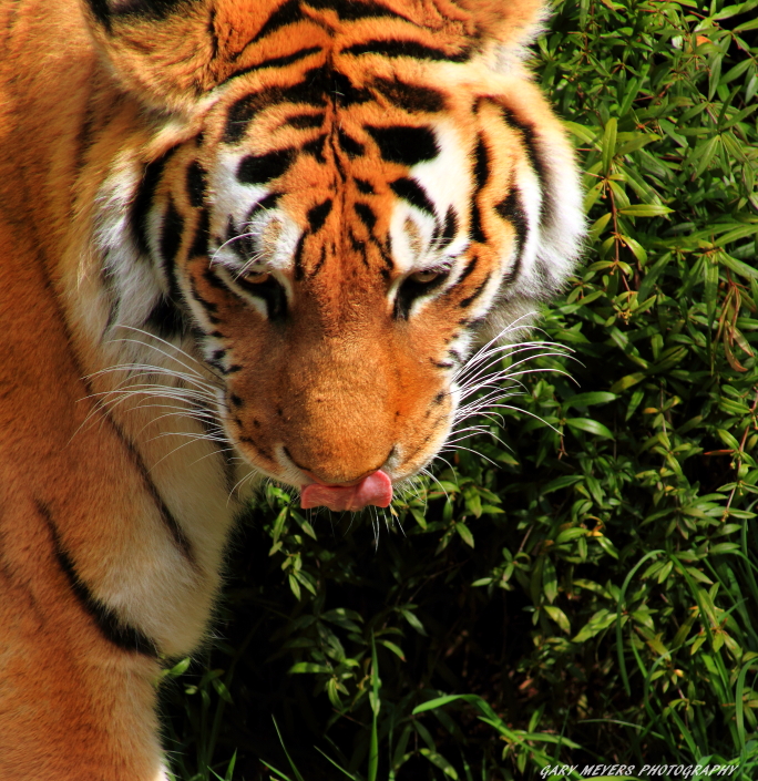 Amur Tiger