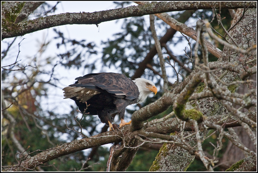An Eagles Lunch