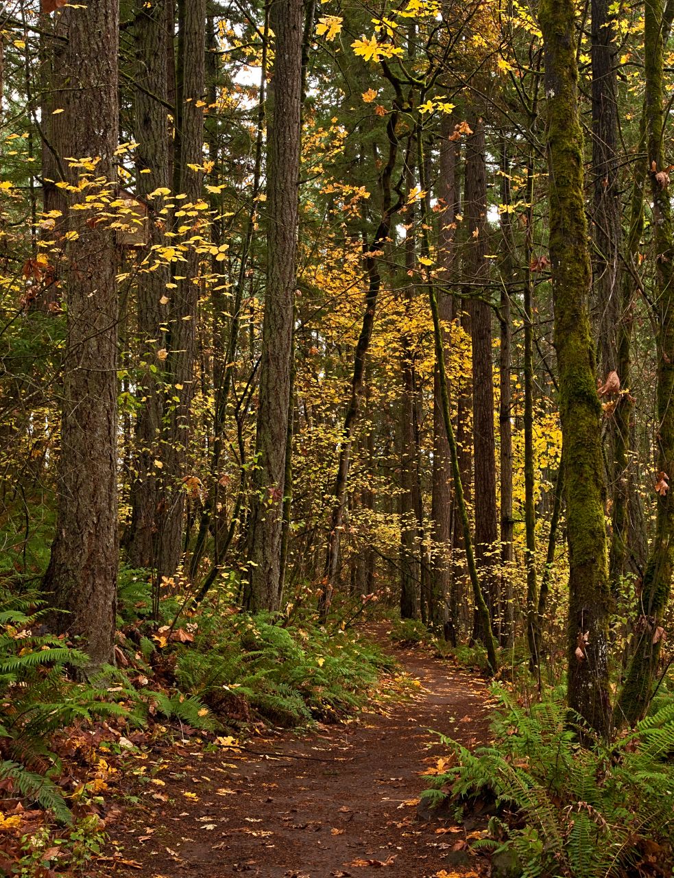An Urban Trail in Canal Acres Natural Area