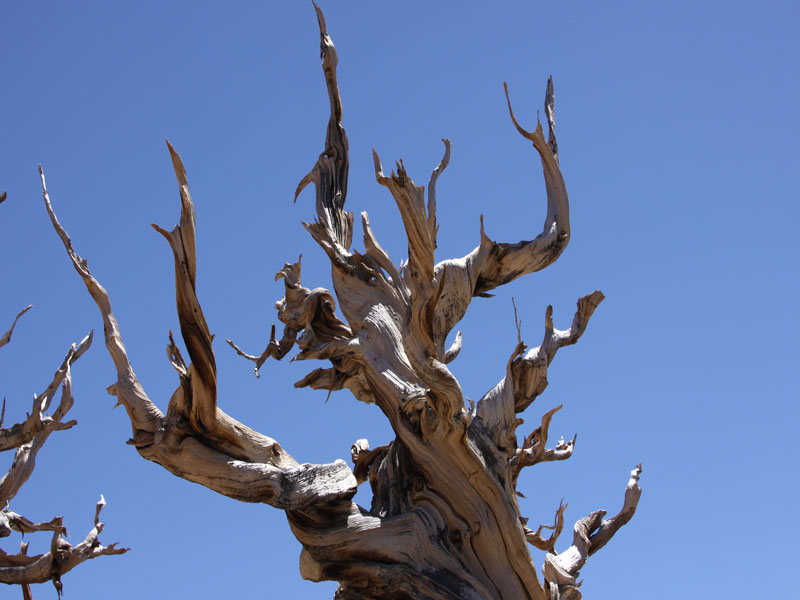 Ancient Bristlecone Pines