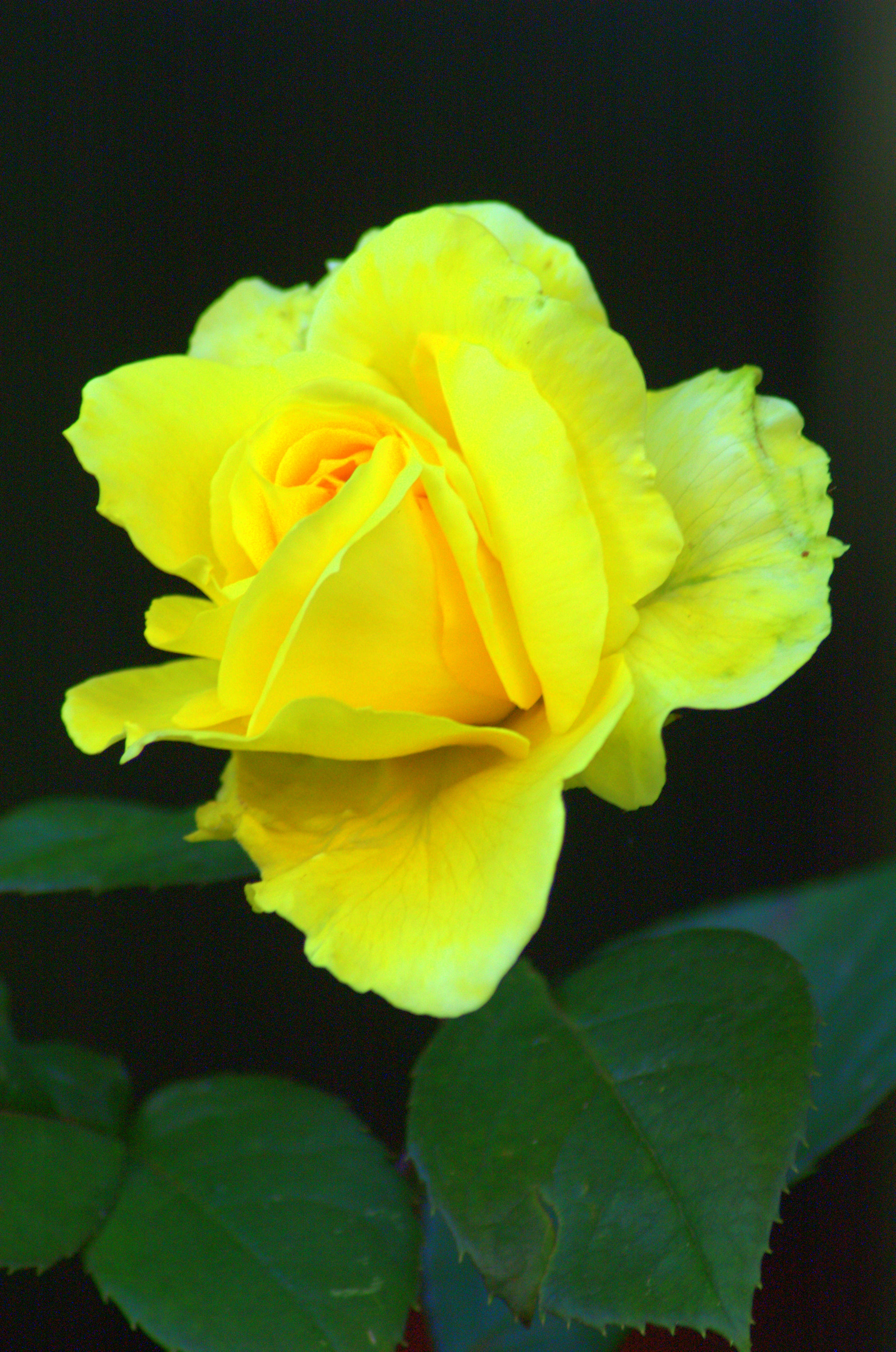 Andrea's Rose