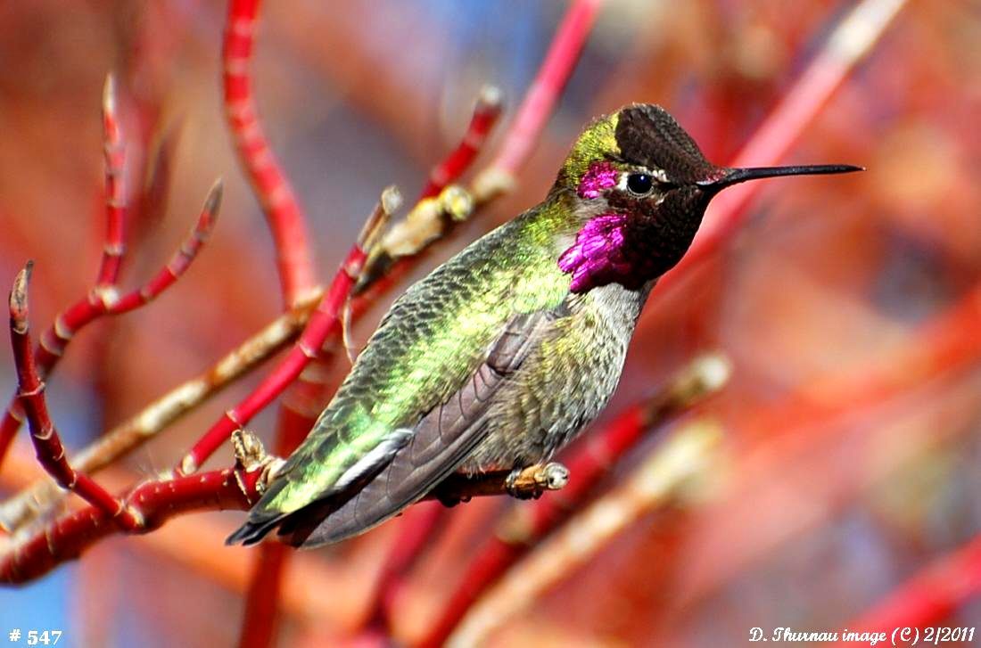 Anna humingbird