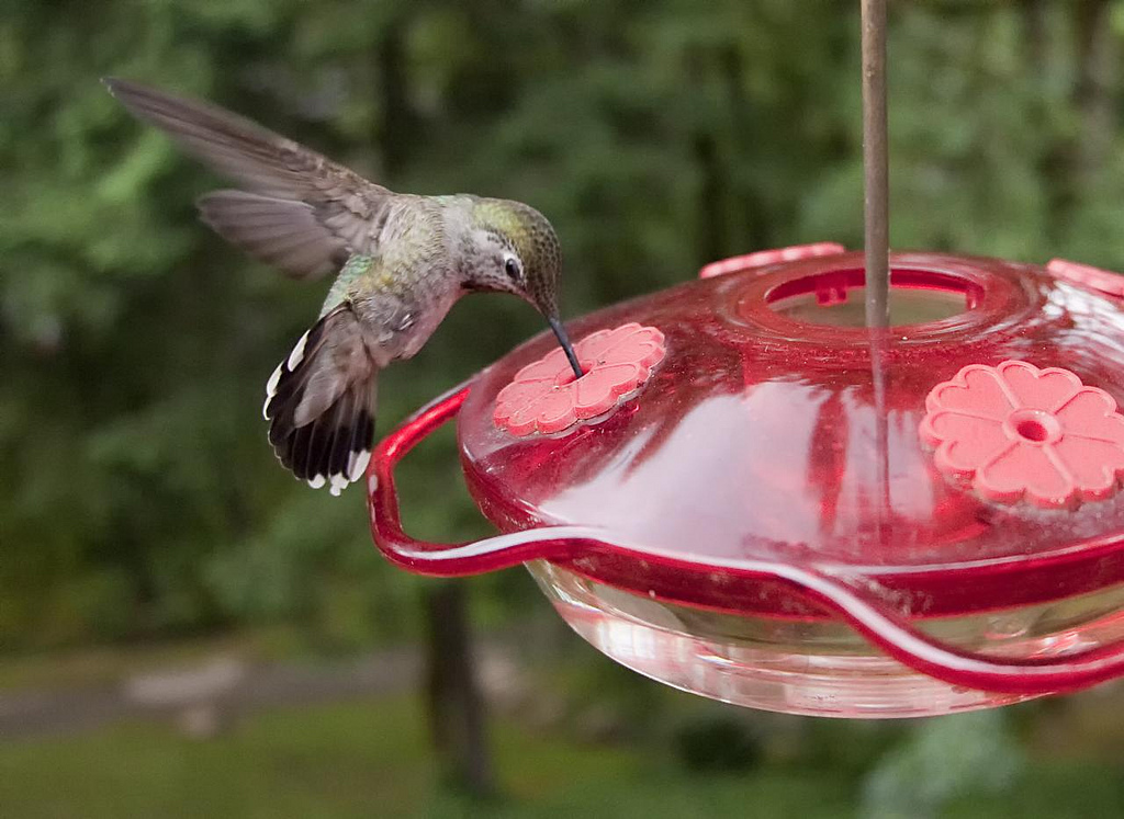 Anna's Hummbird