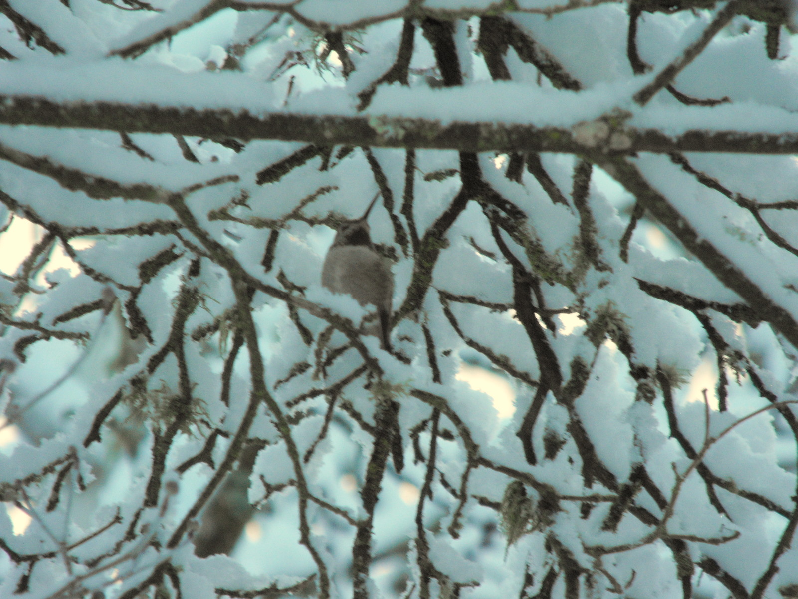 Annas Hummingbird, in Winter