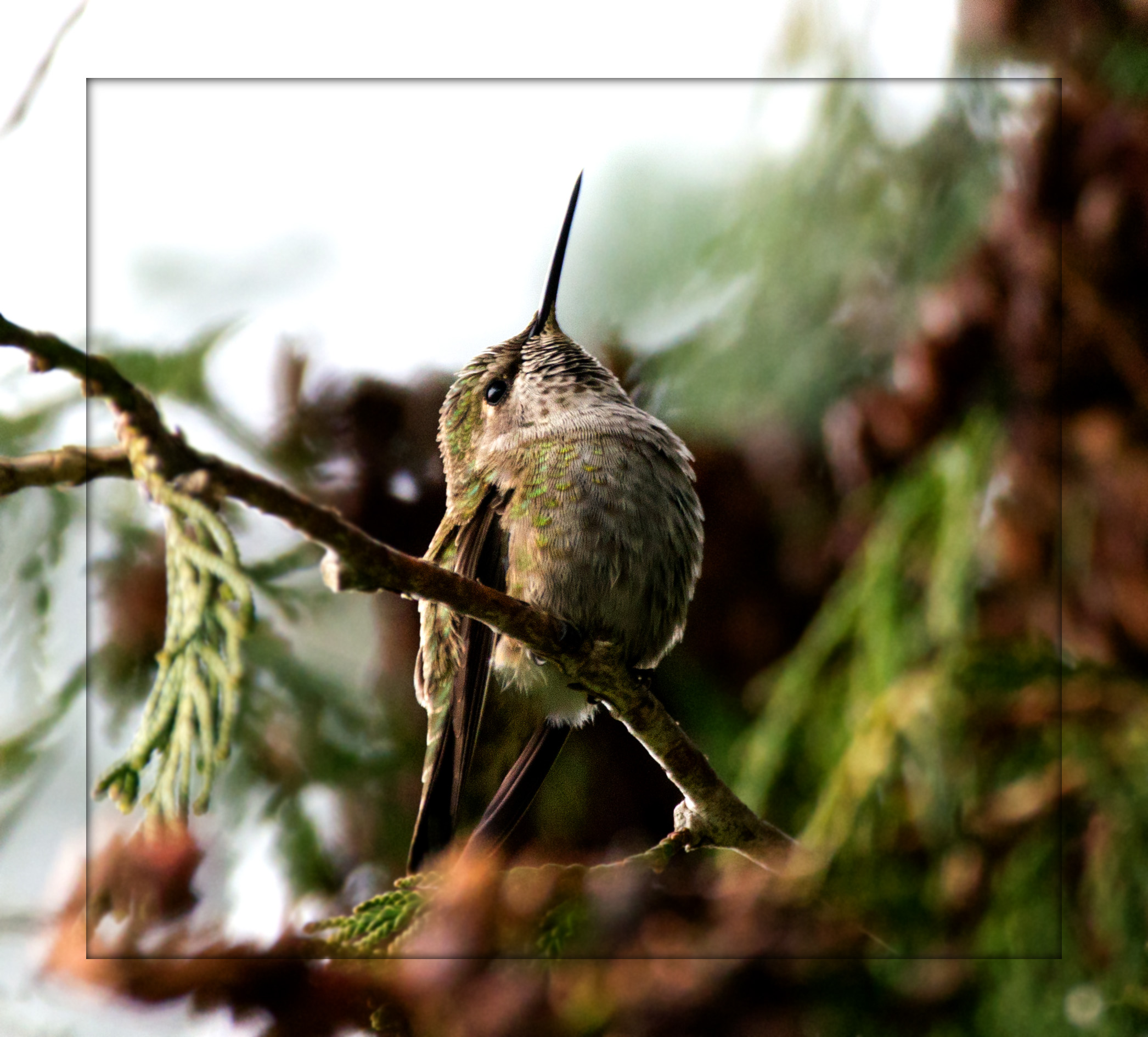 Anna's Hummingbird