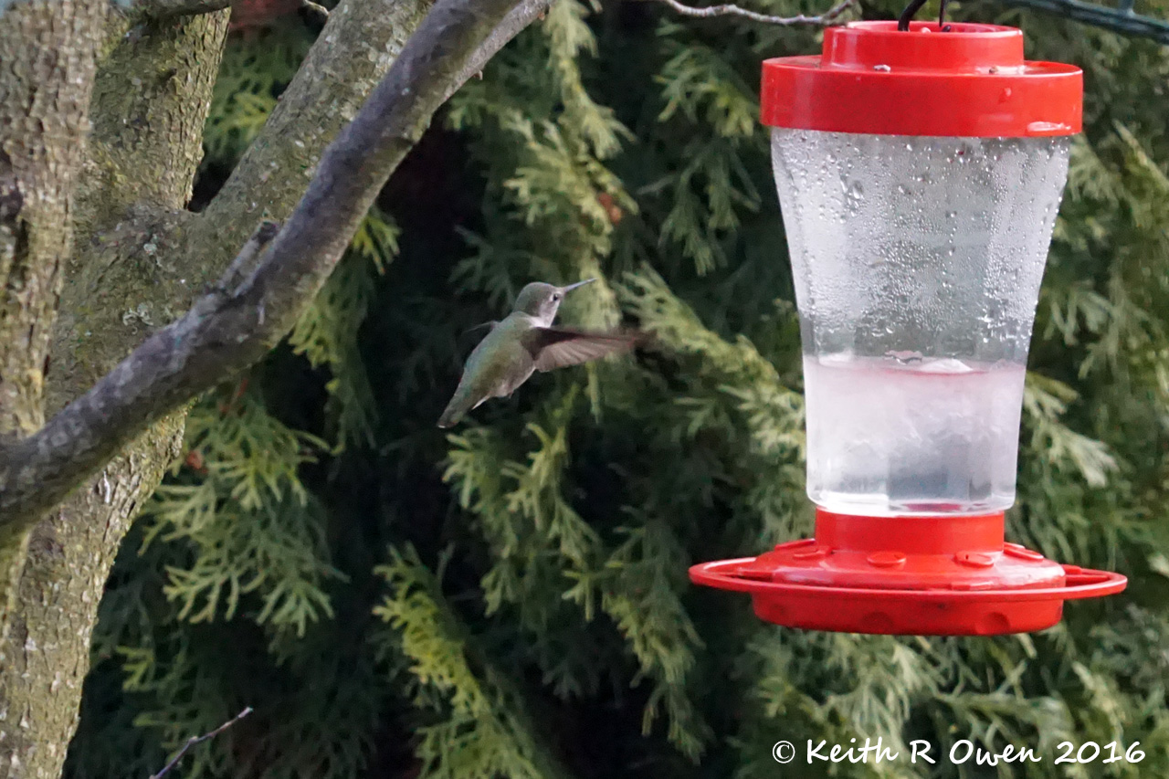 Anna's Hummingbird