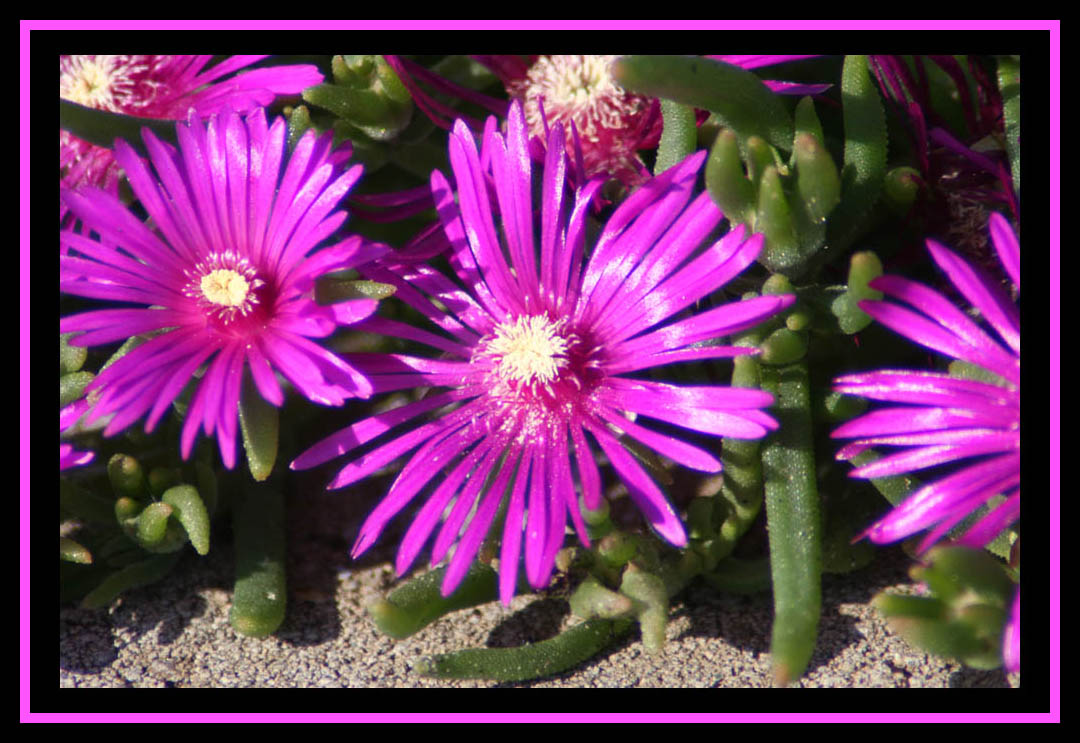 Another Beautiful Magenta