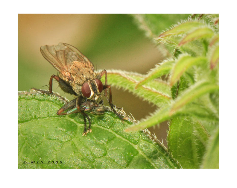 Another fly