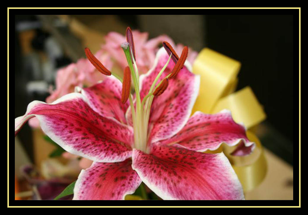 Another Lilly