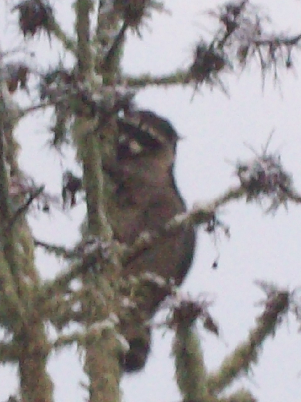 Another visitor to the ranch