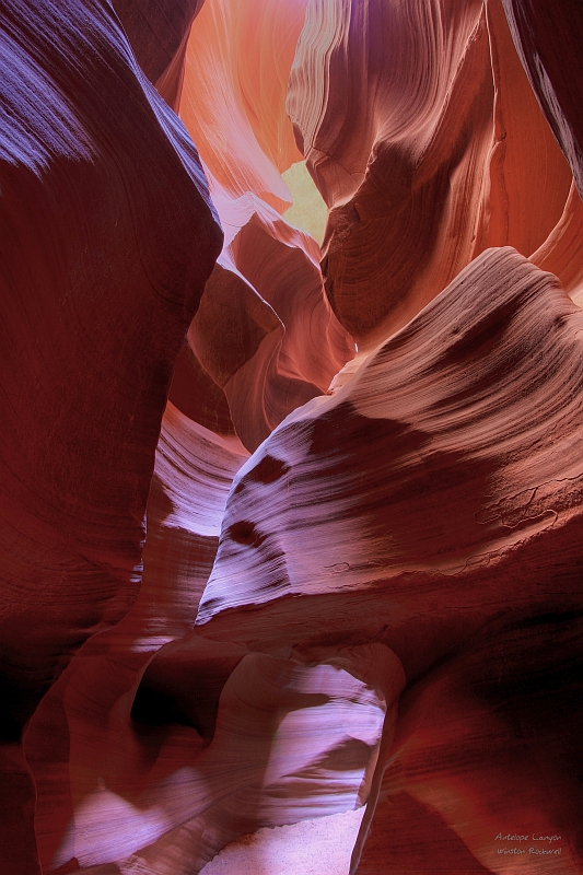 Antelope Colors