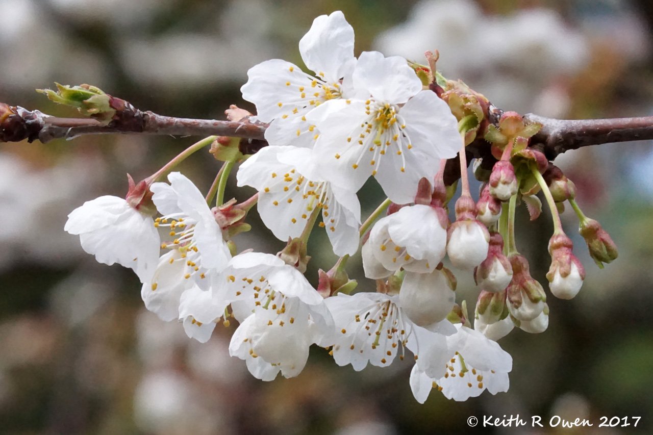 Apple Blossoms