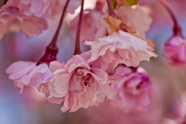 April blossom