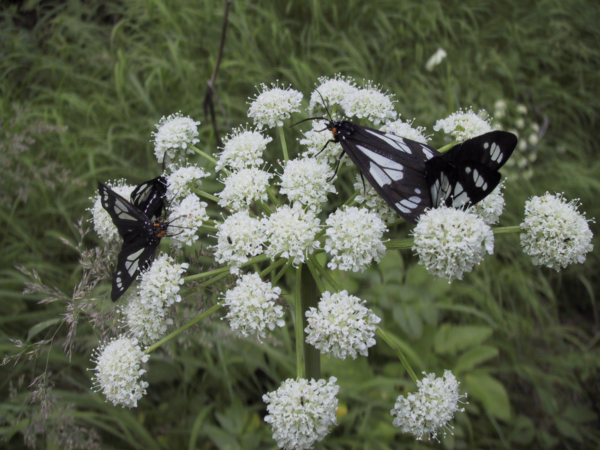 April Flowers