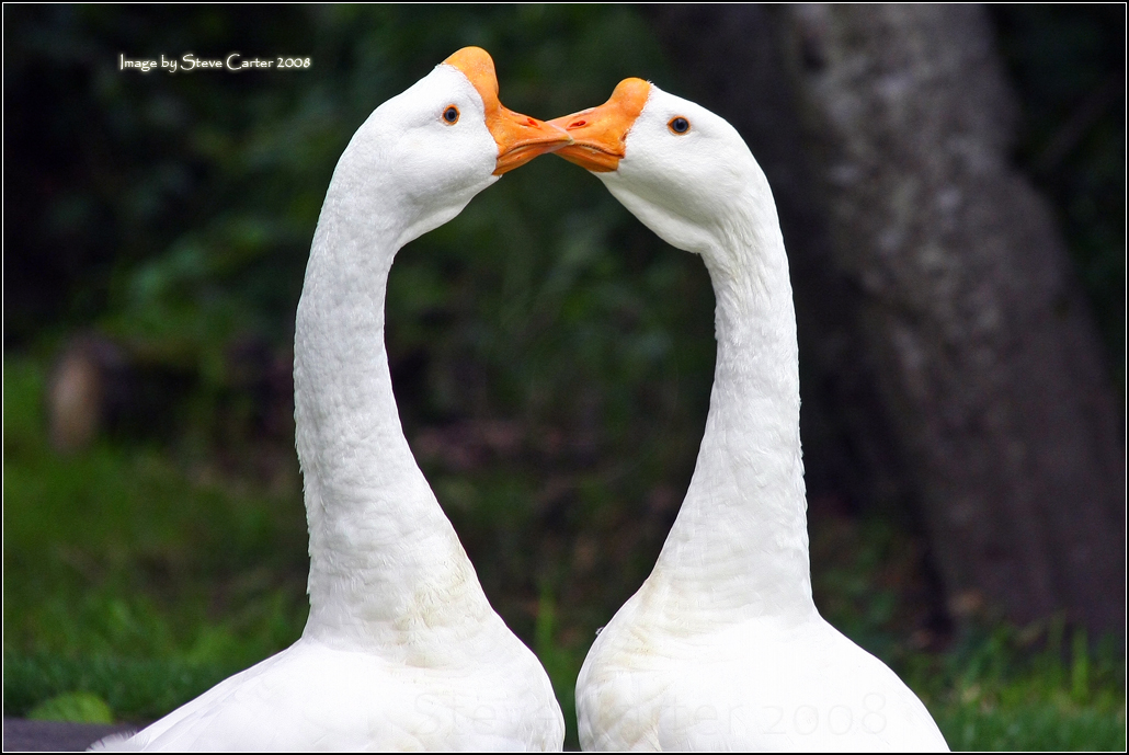 Artistic Geese