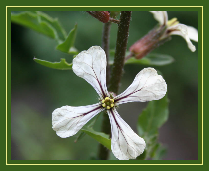 Arugula