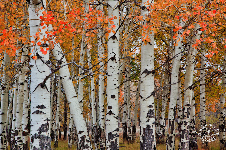 Aspen Grove
