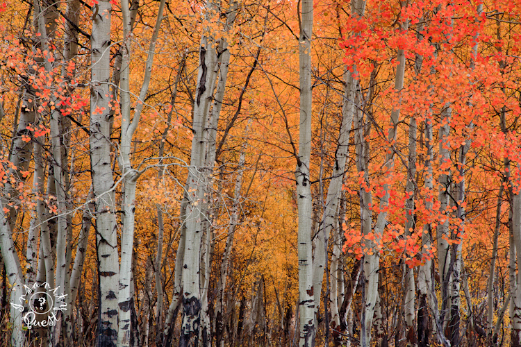 Aspen Grove