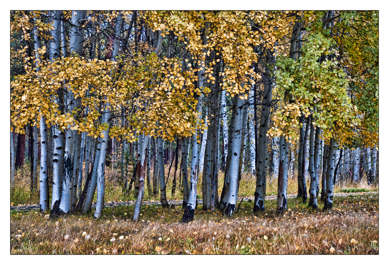 Aspens atBlack Butte Ranch