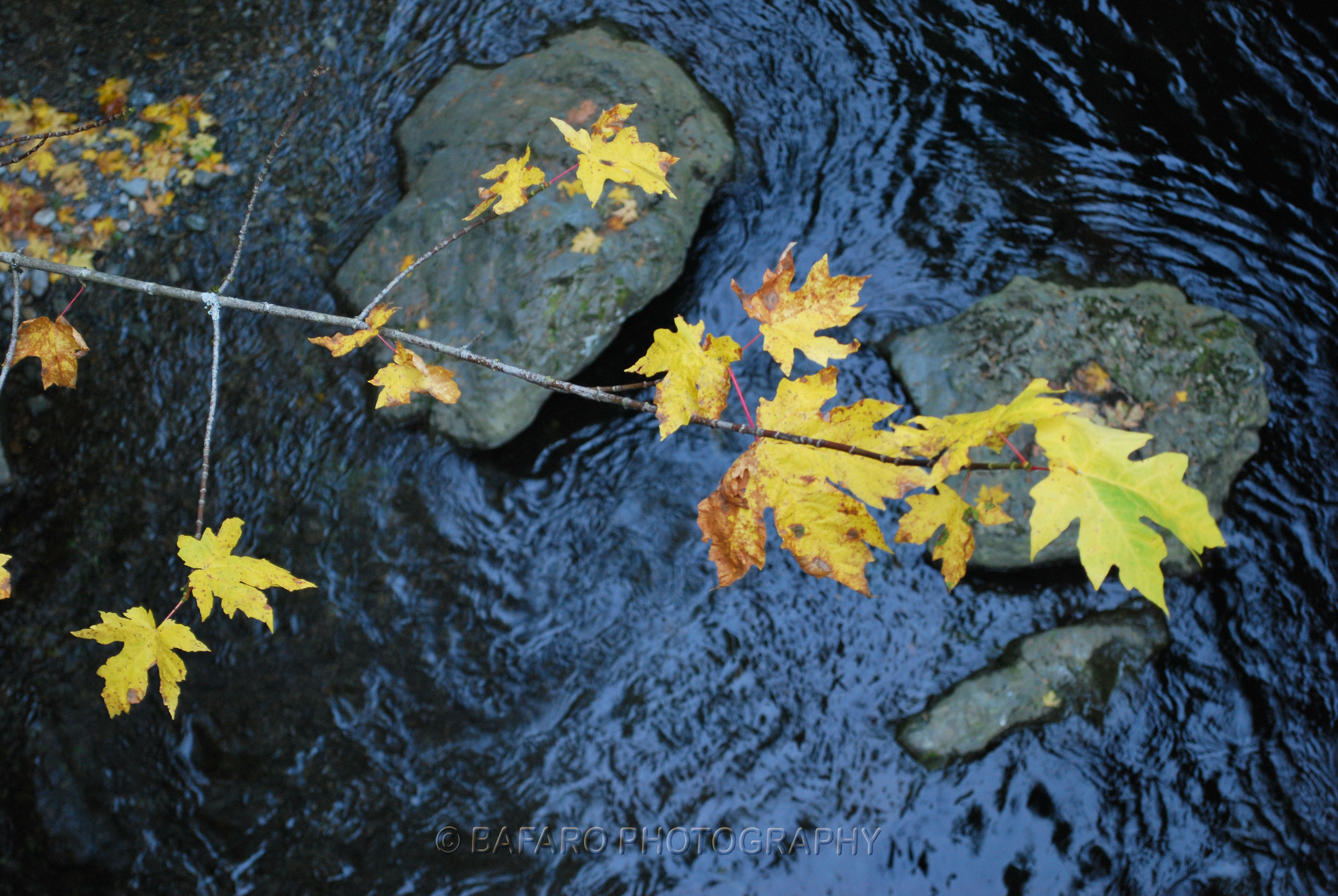 Autumn leaves