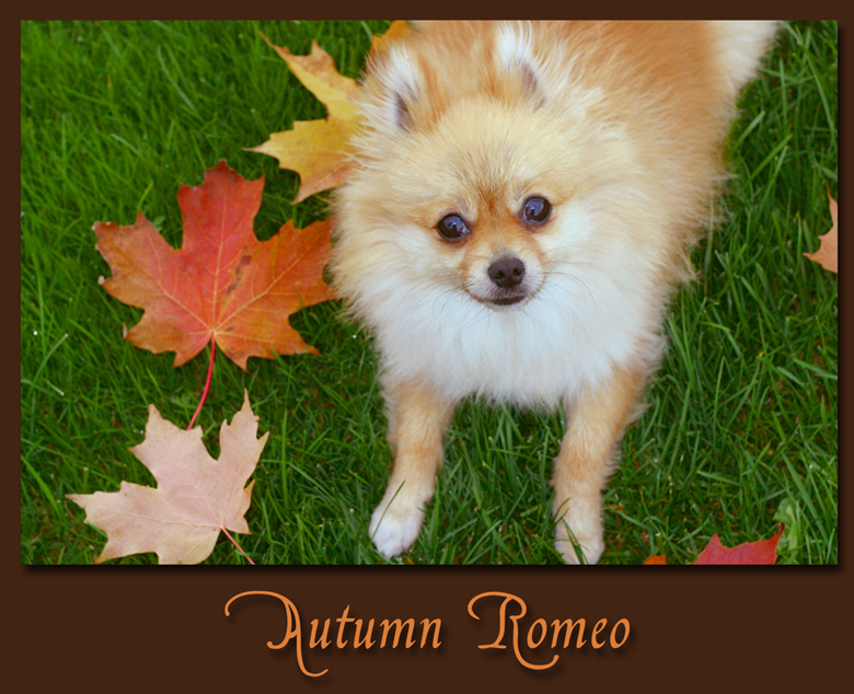 Autumn Romeo