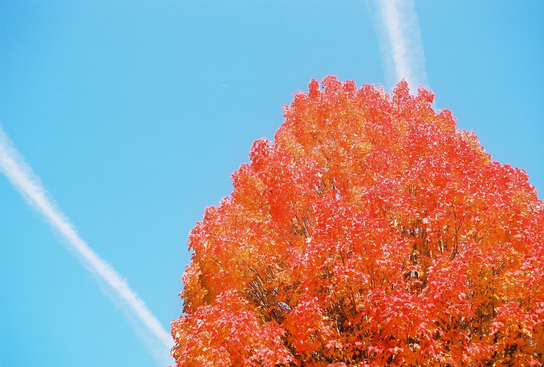 Autumn Tree