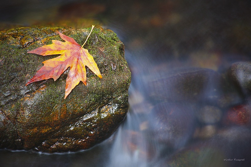 Autumn