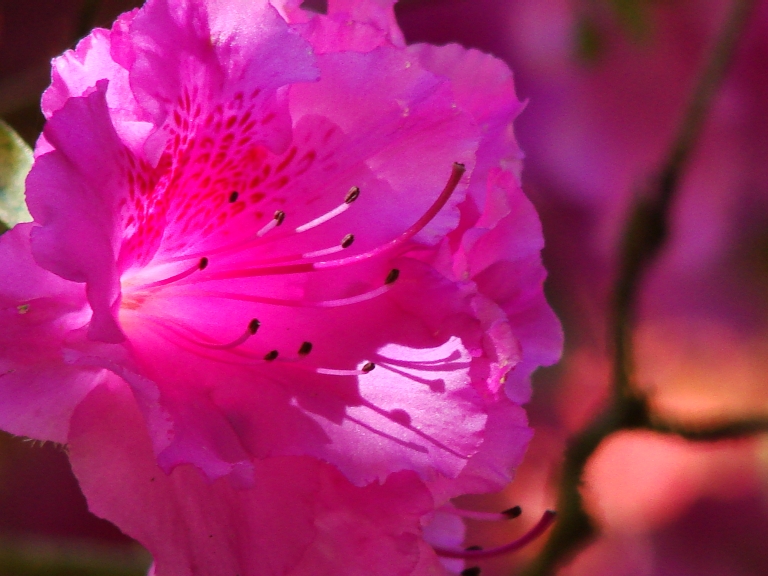 Azalea